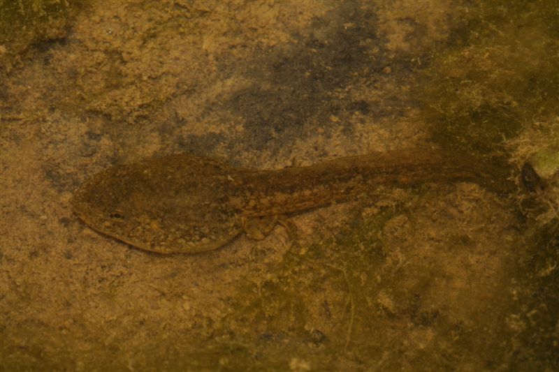 Girini da identificare - Pelophylax sp.